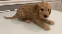 Diego, a male Goldendoodle and Labradoodle for sale in Milford, NJ – 6 of 8
