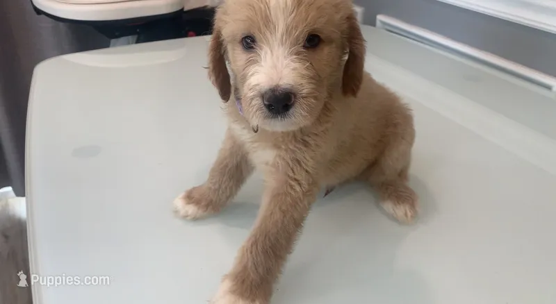 Milo – Goldendoodle, Labradoodle puppy for sale in Milford, NJ