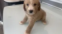 Milo, a male Goldendoodle and Labradoodle for sale in Milford, NJ – 1 of 6
