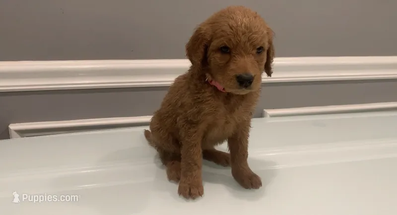Lucy – Goldendoodle, Labradoodle puppy for sale in Milford, NJ