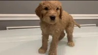 Jack, a male Goldendoodle and Labradoodle for sale in Milford, NJ – 4 of 5