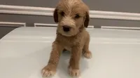 Milo, a male Goldendoodle and Labradoodle for sale in Milford, NJ – 5 of 6