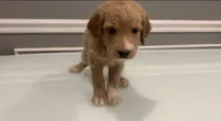 Luna, a female Goldendoodle and Labradoodle for sale in Milford, NJ – 3 of 4
