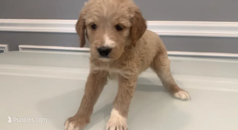 Luna – Goldendoodle, Labradoodle puppy for sale in Milford, NJ