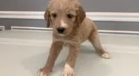 Luna, a female Goldendoodle and Labradoodle for sale in Milford, NJ – 1 of 4