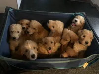 Lucy, a female Goldendoodle and Labradoodle for sale in Milford, NJ – 6 of 6