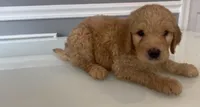 Jack, a male Goldendoodle and Labradoodle for sale in Milford, NJ – 2 of 5