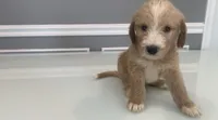 Milo, a male Goldendoodle and Labradoodle for sale in Milford, NJ – 3 of 6