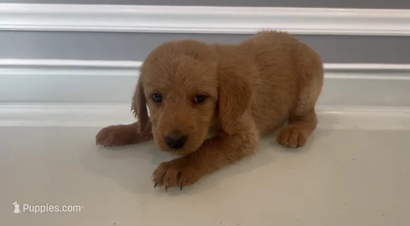 Emma – Goldendoodle, Labradoodle puppy for sale in Milford, NJ