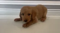 Emma, a female Goldendoodle and Labradoodle for sale in Milford, NJ – 1 of 5