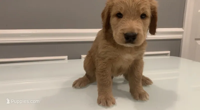Sebastian – Goldendoodle, Labradoodle puppy for sale in Milford, NJ