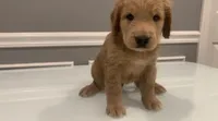 Sebastian, a male Goldendoodle and Labradoodle for sale in Milford, NJ – 1 of 4