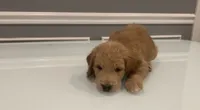 Sebastian, a male Goldendoodle and Labradoodle for sale in Milford, NJ – 2 of 4