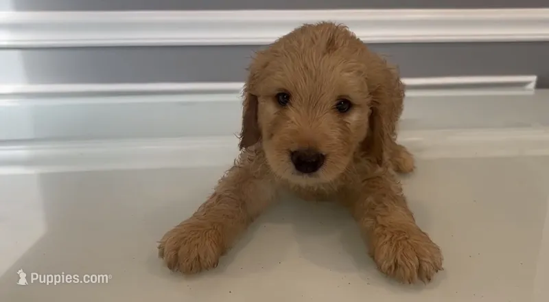 Diego – Goldendoodle, Labradoodle puppy for sale in Milford, NJ