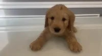 Diego, a male Goldendoodle and Labradoodle for sale in Milford, NJ – 1 of 8