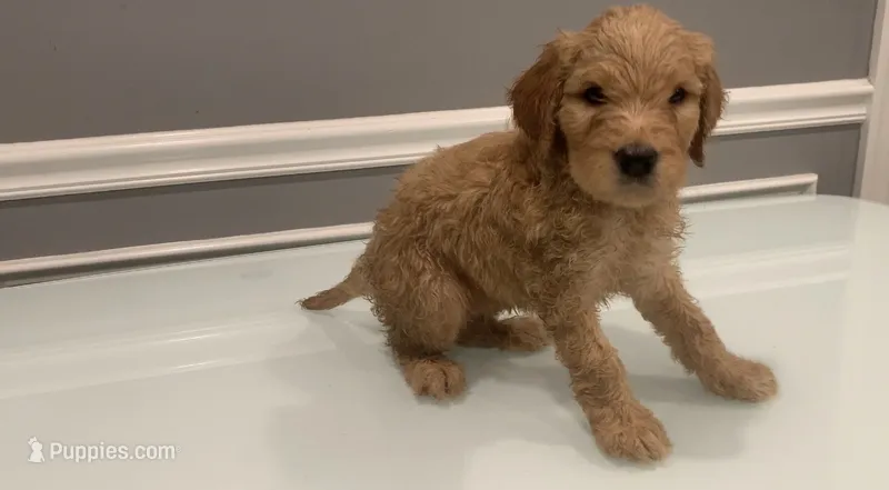 Jack – Goldendoodle, Labradoodle puppy for sale in Milford, NJ