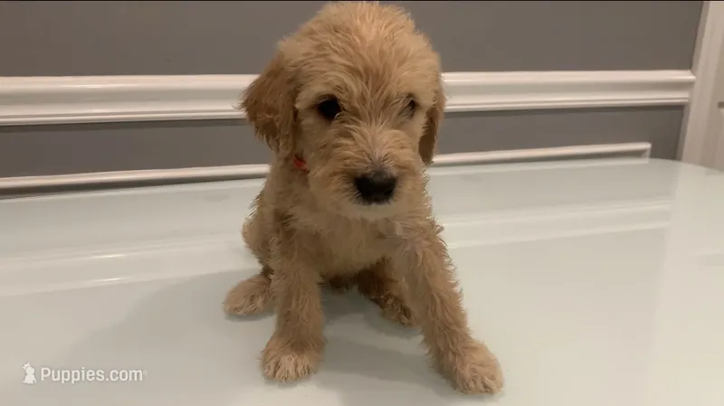 Luca – Goldendoodle, Labradoodle puppy for sale in Milford, NJ