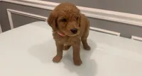 Lucy, a female Goldendoodle and Labradoodle for sale in Milford, NJ – 4 of 5