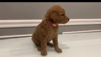 Lucy, a female Goldendoodle and Labradoodle for sale in Milford, NJ – 2 of 5
