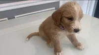 Milo, a male Goldendoodle and Labradoodle for sale in Milford, NJ – 2 of 6