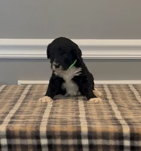 processed/430bd1b6-6842-4d37-a55a-eae3b7f43ea6/listing/f17b313a-43ff-429a-a2e9-b10c8552ae1c/95fa80fb-35c5-4562-80d4-4b1843d447cf