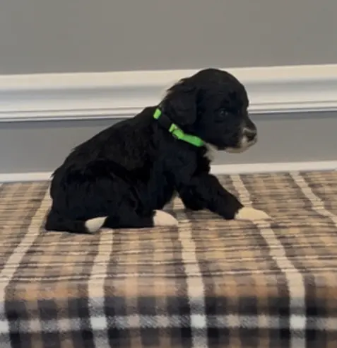 processed/430bd1b6-6842-4d37-a55a-eae3b7f43ea6/listing/f17b313a-43ff-429a-a2e9-b10c8552ae1c/9b9b1509-67e9-4f32-ba8a-8c0de3280042