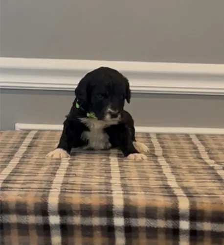 processed/430bd1b6-6842-4d37-a55a-eae3b7f43ea6/listing/f17b313a-43ff-429a-a2e9-b10c8552ae1c/edb91f73-e488-441e-8699-2afb07f7fa76