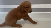 Lucy, a female Goldendoodle and Labradoodle for sale in Milford, NJ – 3 of 5
