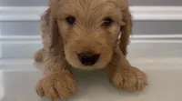 Diego, a male Goldendoodle and Labradoodle for sale in Milford, NJ – 3 of 8