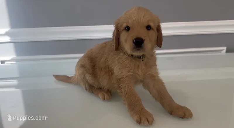 Nick – Goldendoodle, Labradoodle puppy for sale in Milford, NJ