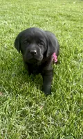 English Labrador Retriever- Pink Girl, a female Labrador Retriever for sale in Fort Worth, TX – Photo 1 of 6
