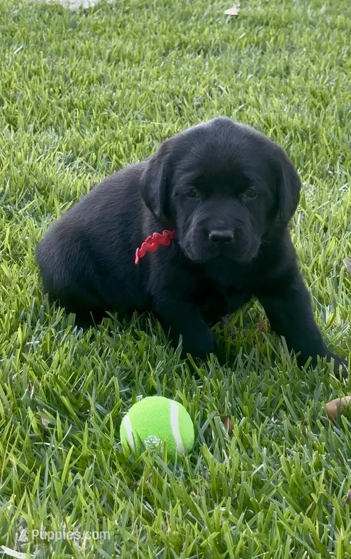 English Labrador Retriever - Red Boy – Labrador Retriever puppy for sale in Fort Worth, TX