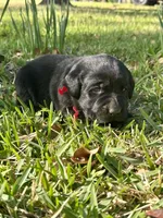 English Labrador Retriever - Red Boy, a male Labrador Retriever for sale in Fort Worth, TX – Photo 3 of 5