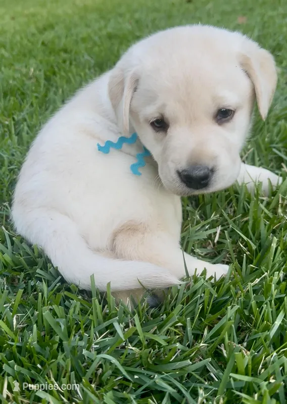 English Labrador Retriever- Teal Boy – Labrador Retriever puppy for sale in Fort Worth, TX