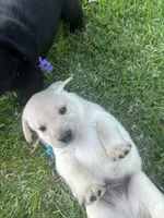 English Labrador Retriever- Teal Boy, a male Labrador Retriever for sale in Fort Worth, TX – Photo 4 of 7