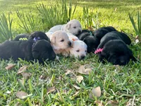 English Labrador Retriever- Teal Boy, a male Labrador Retriever for sale in Fort Worth, TX – Photo 5 of 7