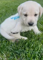 English Labrador Retriever- Teal Boy, a male Labrador Retriever for sale in Fort Worth, TX – Photo 2 of 7