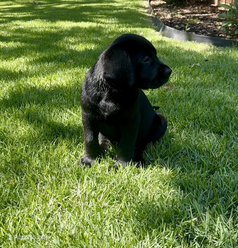 English Labrador Retriever- Green Boy – Labrador Retriever puppy for sale in Fort Worth, TX