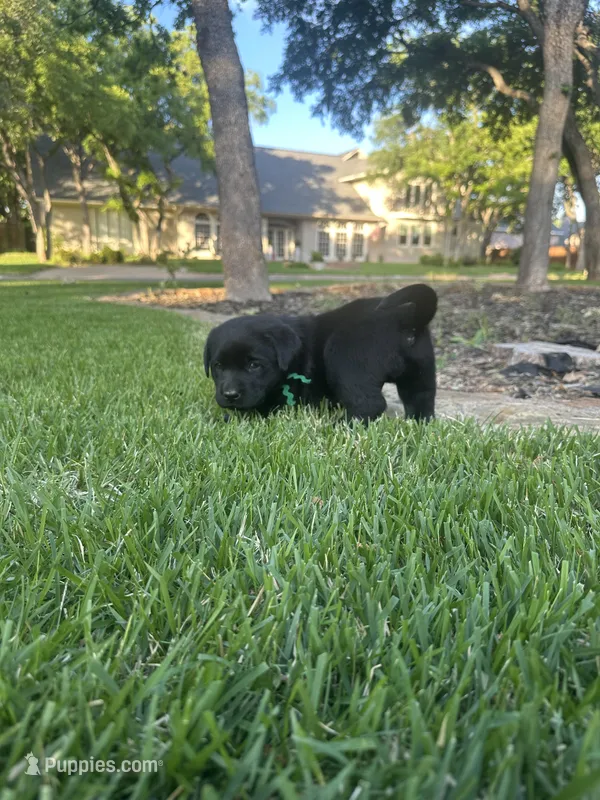 English Labrador Retriever- Green Boy – Labrador Retriever puppy for sale in Fort Worth, TX