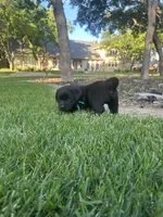 English Labrador Retriever- Green Boy, a male Labrador Retriever for sale in Fort Worth, TX – Photo 1 of 6