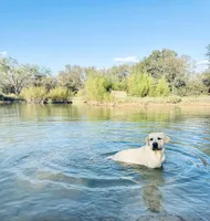 English Labrador Retriever- Green Boy, a male Labrador Retriever for sale in Fort Worth, TX – Photo 4 of 6