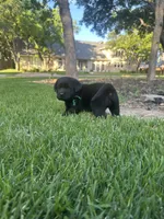 English Labrador Retriever- Green Boy, a male Labrador Retriever for sale in Fort Worth, TX – Photo 2 of 6
