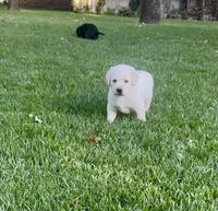 English Labrador Retriever- Navy Boy, a male Labrador Retriever for sale in Fort Worth, TX – Photo 2 of 7