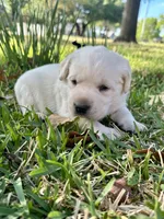 English Labrador Retriever- Navy Boy, a male Labrador Retriever for sale in Fort Worth, TX – Photo 3 of 7