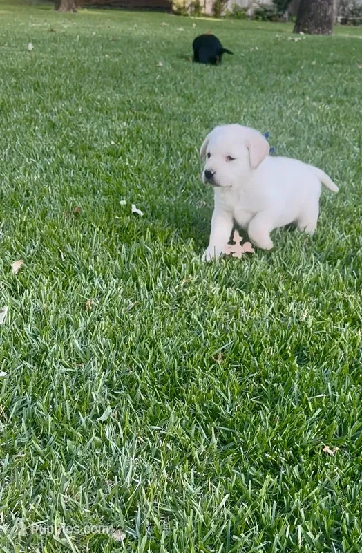 English Labrador Retriever- Navy Boy – Labrador Retriever puppy for sale in Fort Worth, TX