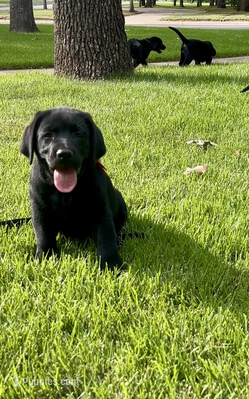 English Labrador Retriever - Red Boy – Labrador Retriever puppy for sale in Fort Worth, TX