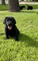 English Labrador Retriever - Red Boy, a male Labrador Retriever for sale in Fort Worth, TX – 1 of 6