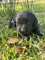 English Labrador Retriever- Yellow Girl, a female Labrador Retriever for sale in Fort Worth, TX – Photo 5 of 8