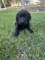 English Labrador Retriever- Yellow Girl, a female Labrador Retriever for sale in Fort Worth, TX – Photo 2 of 8