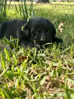 English Labrador Retriever- Yellow Girl, a female Labrador Retriever for sale in Fort Worth, TX – Photo 4 of 8